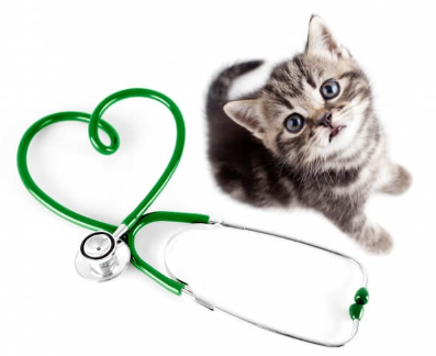 고양이와 청진기.