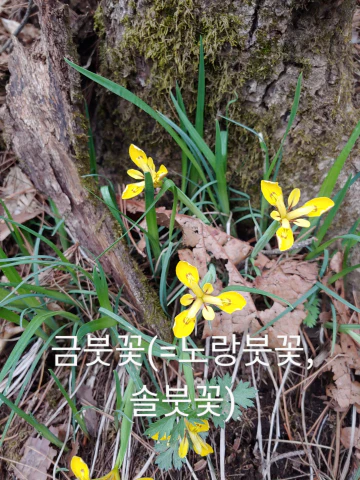 왕방산-금붓꽃
