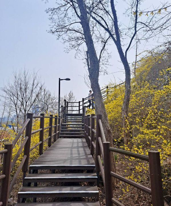 응봉산 초입부터 개나리