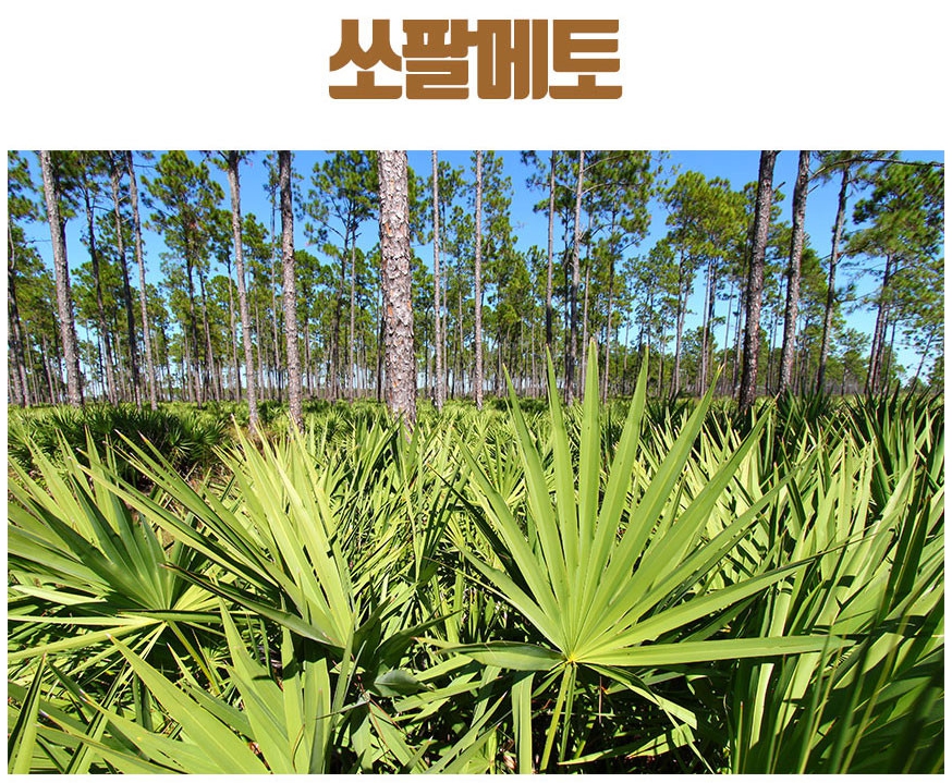 전립선영양제 쏘팔메토효능 완벽정리