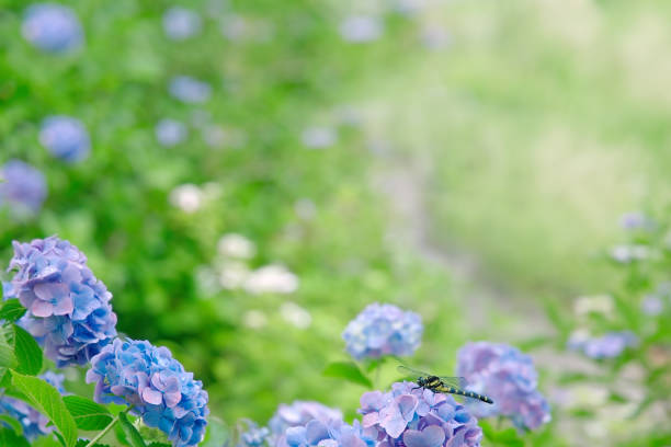 고가 아파트 취득한 외국인 49명 세무조사 착수