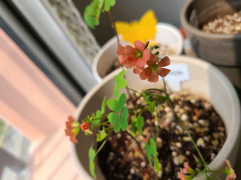 사랑초 스테노린차