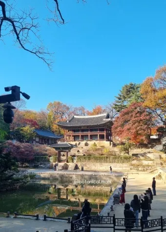 창덕궁 봄 꽃 개화 시기 근처 맛집 10선_6