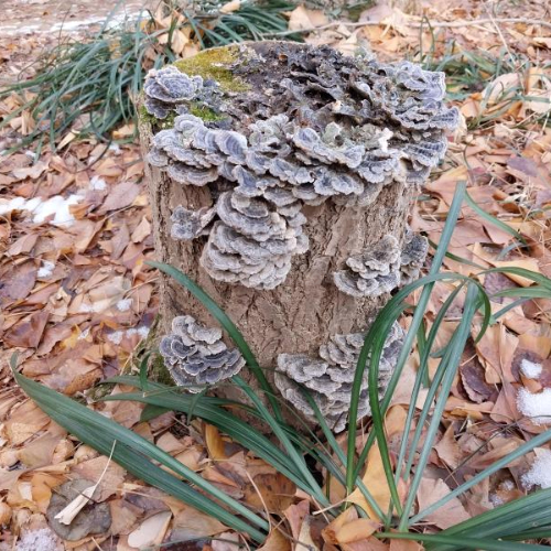 운지버섯 (구름버섯) Turkey Tail