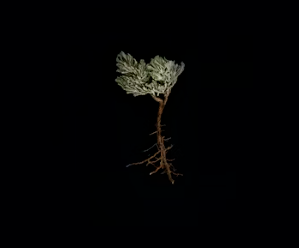 정관장 창업에 대하여 알아보기