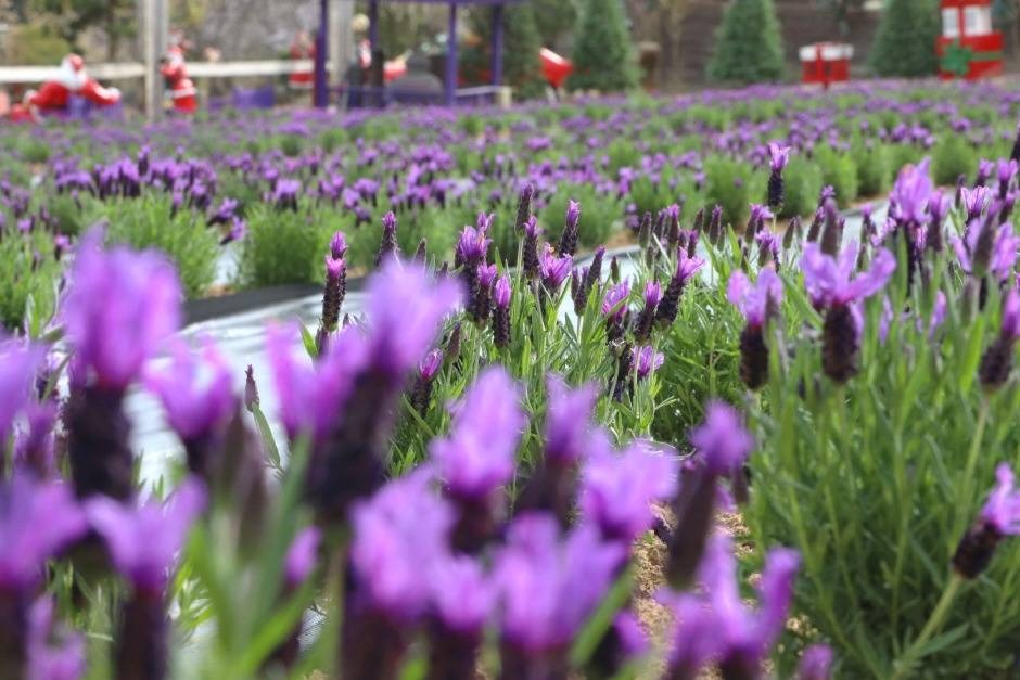 허브아일랜드 라데봄축제