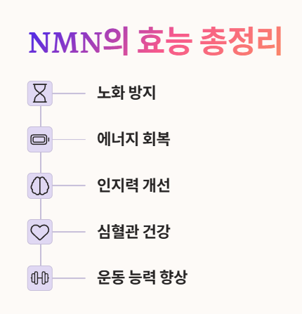 NMN 효능 총정리