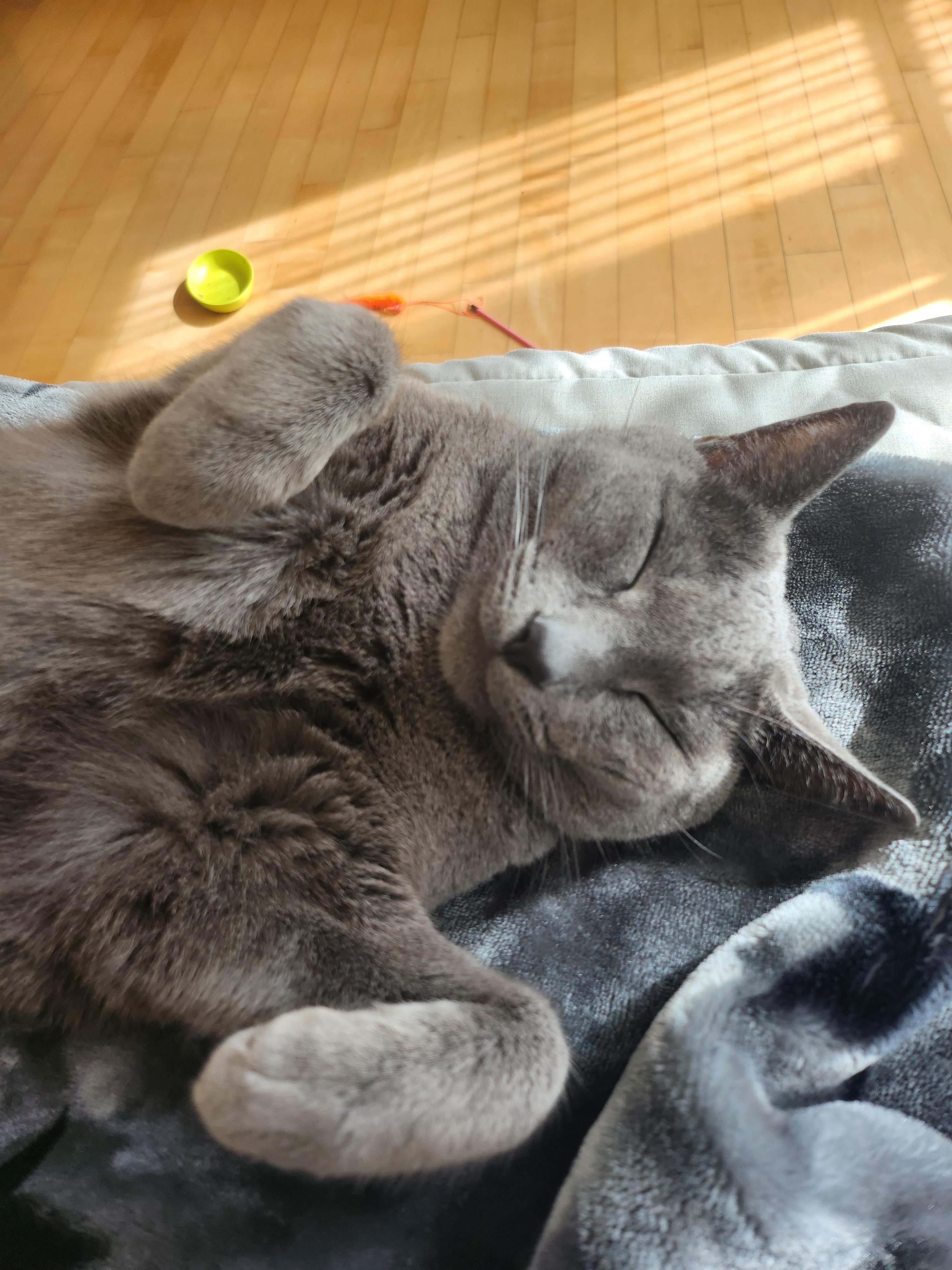 고양이 사진