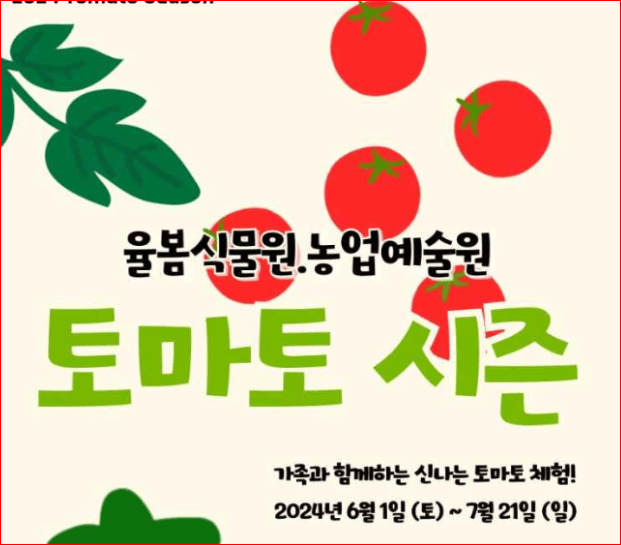 2024 율봄식물원 토마토 시즌 체험 축제 수확체험 예약하기