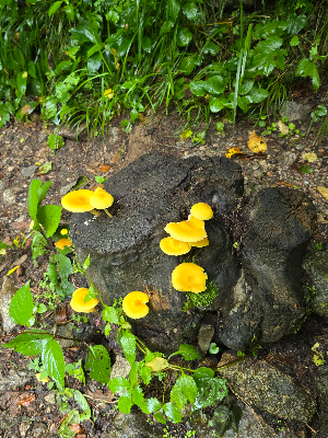 곰배령 야생화 사진