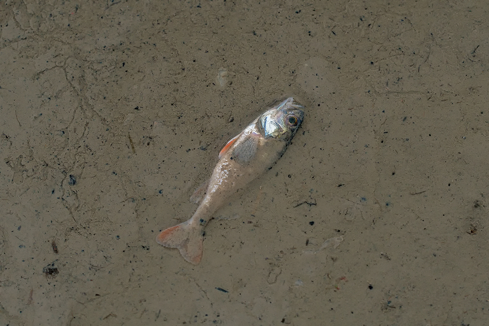 물고기 꿈 해몽