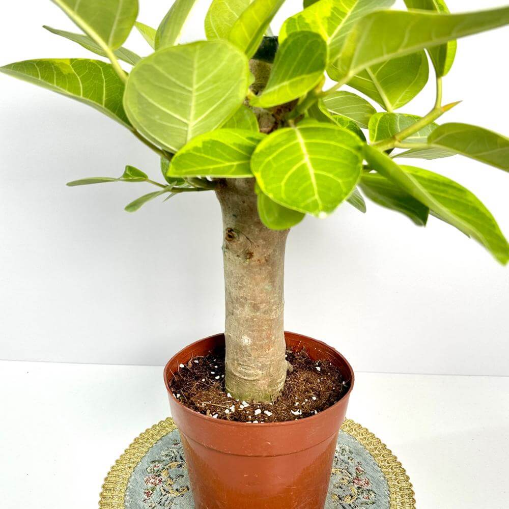 고무나무 키우기