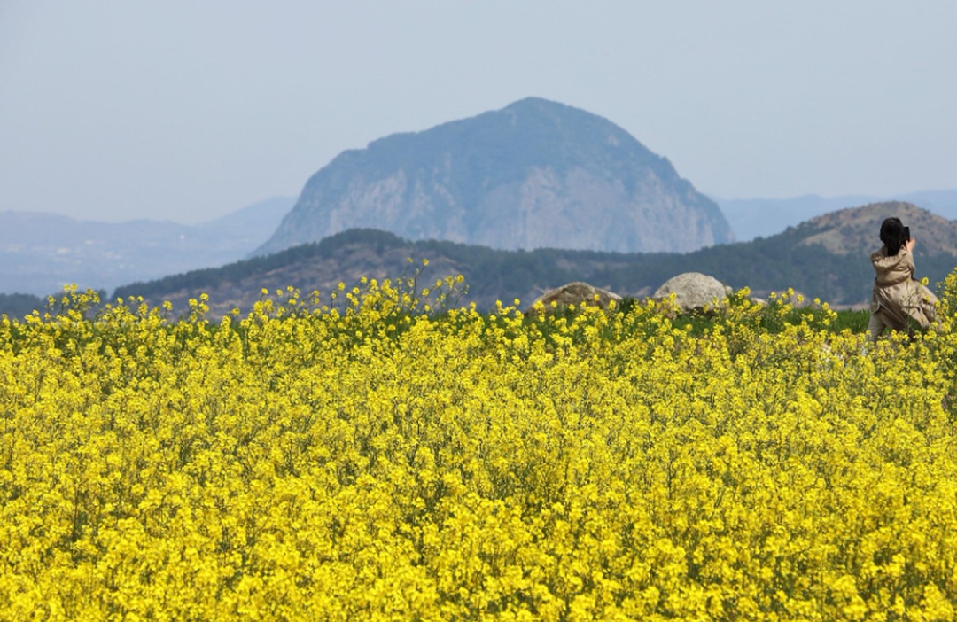 제주도 유채꽃