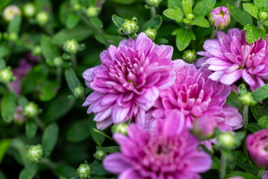 Close-up of blooming purple chrysanthemums with lush green leaves.