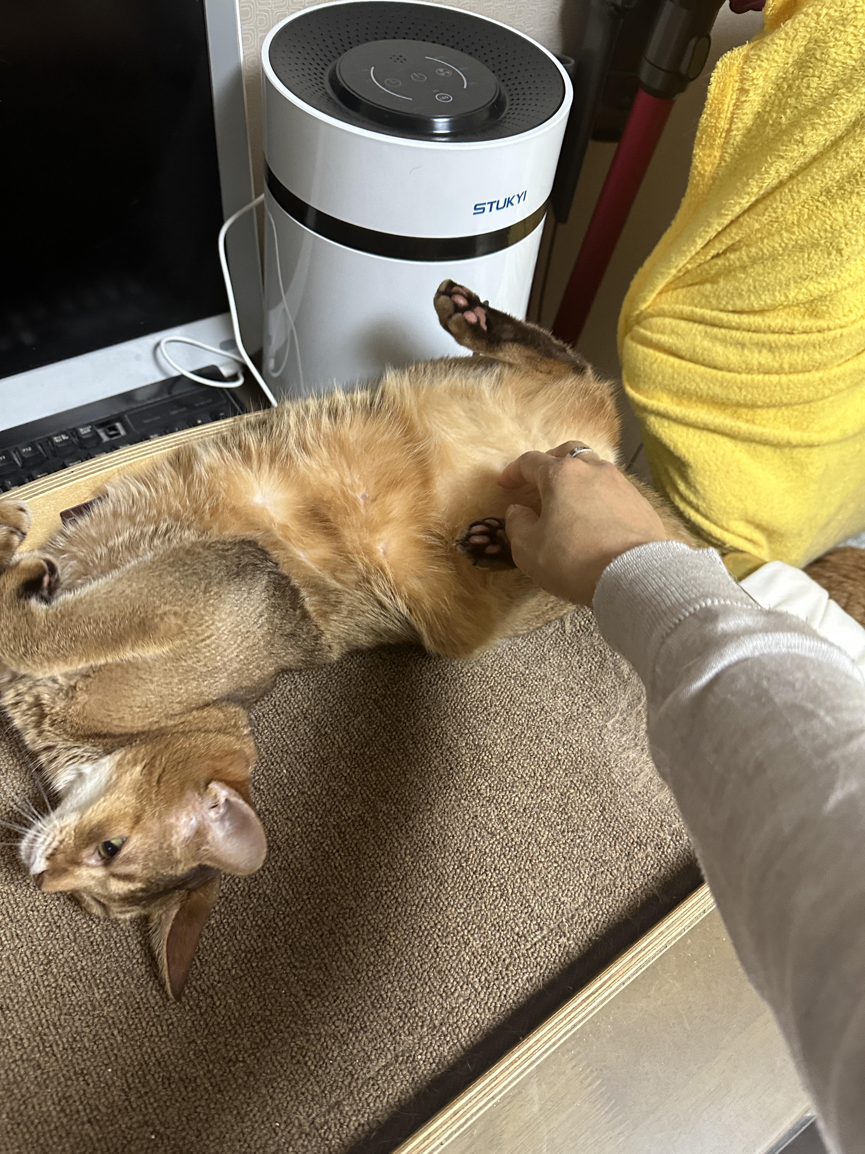 스크래쳐_위에서_발라당_하고_있는_루디_뱃살_만지는_중