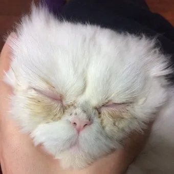 고양이가 눈물 흘리는 이유 눈물관리 가이드_19