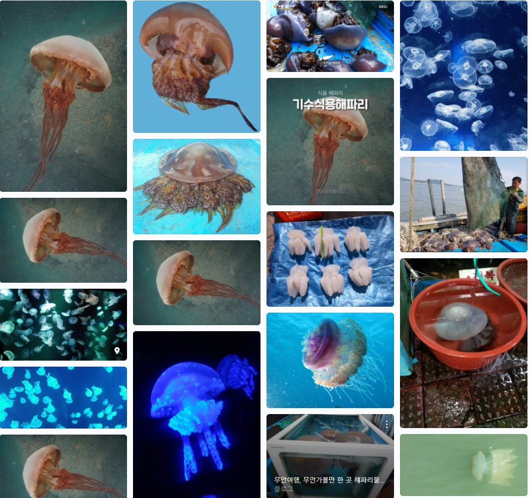 해파리 사진