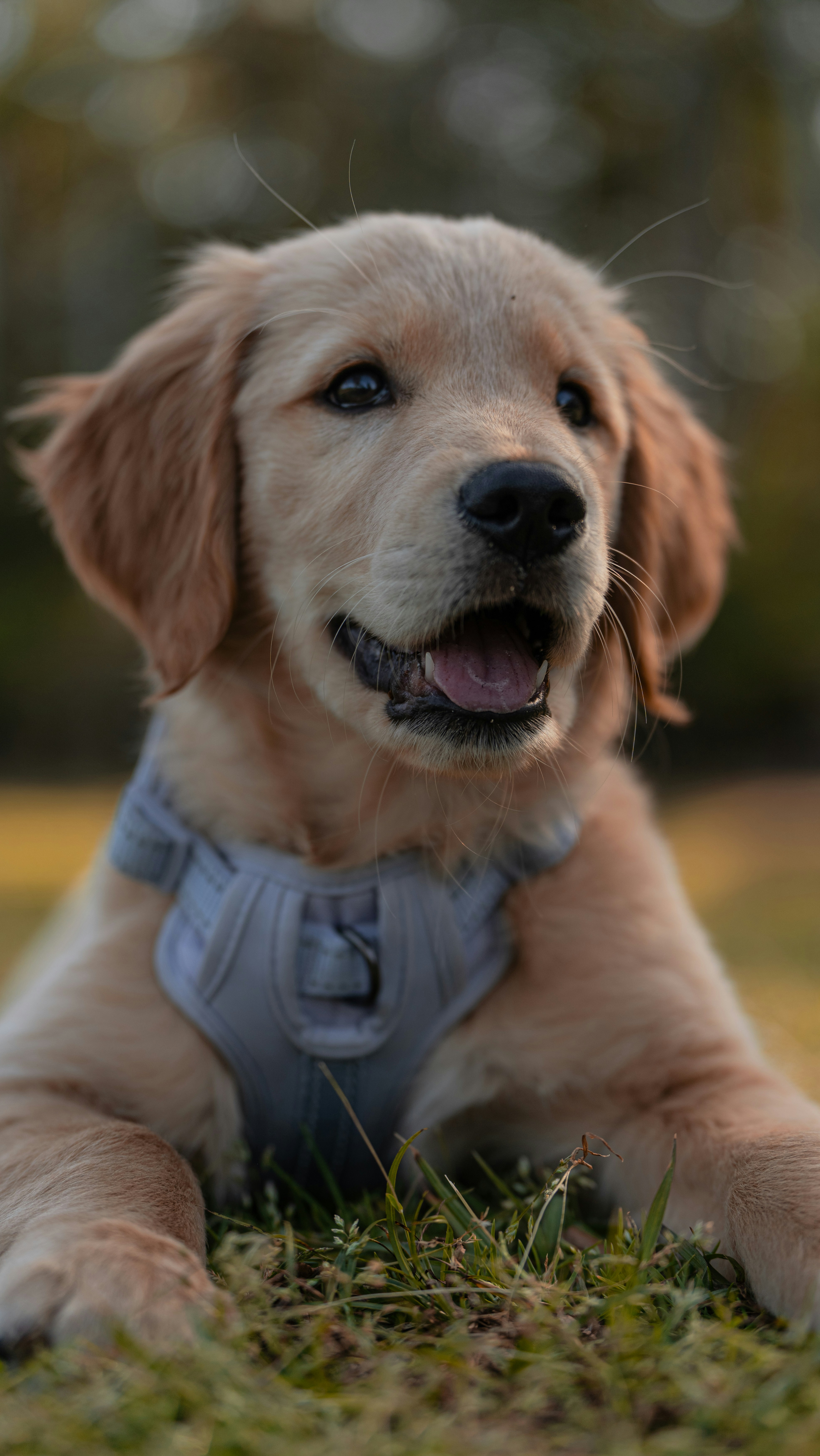 반려견등록증발급