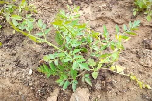 미나리재배법-미나리-생육특성-번식방법-영양번식-실생번식-재배시기-모종심기