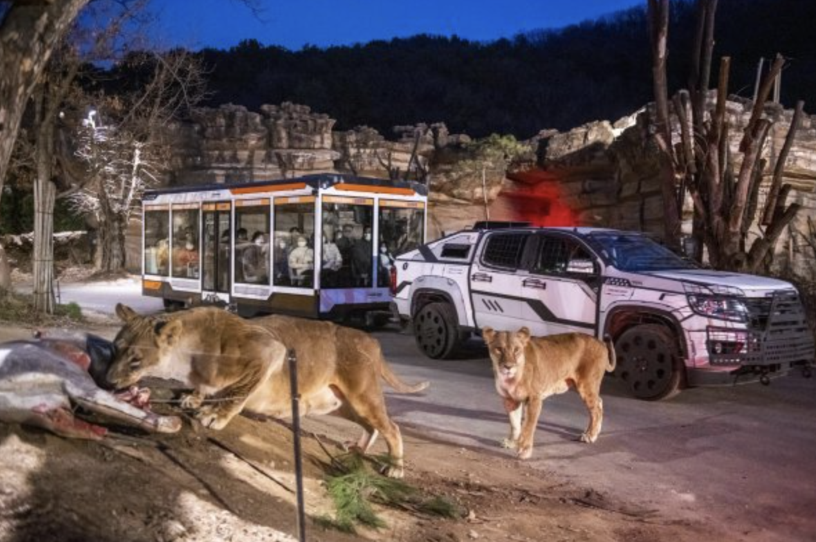 에버랜드 큐패스