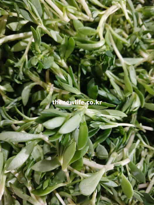 돌나물 효능 조리법 초고추장