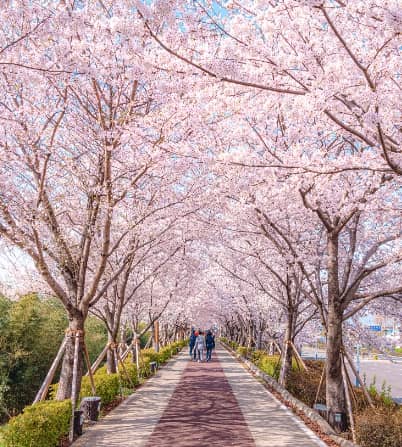벚꽃 축제 이미지
