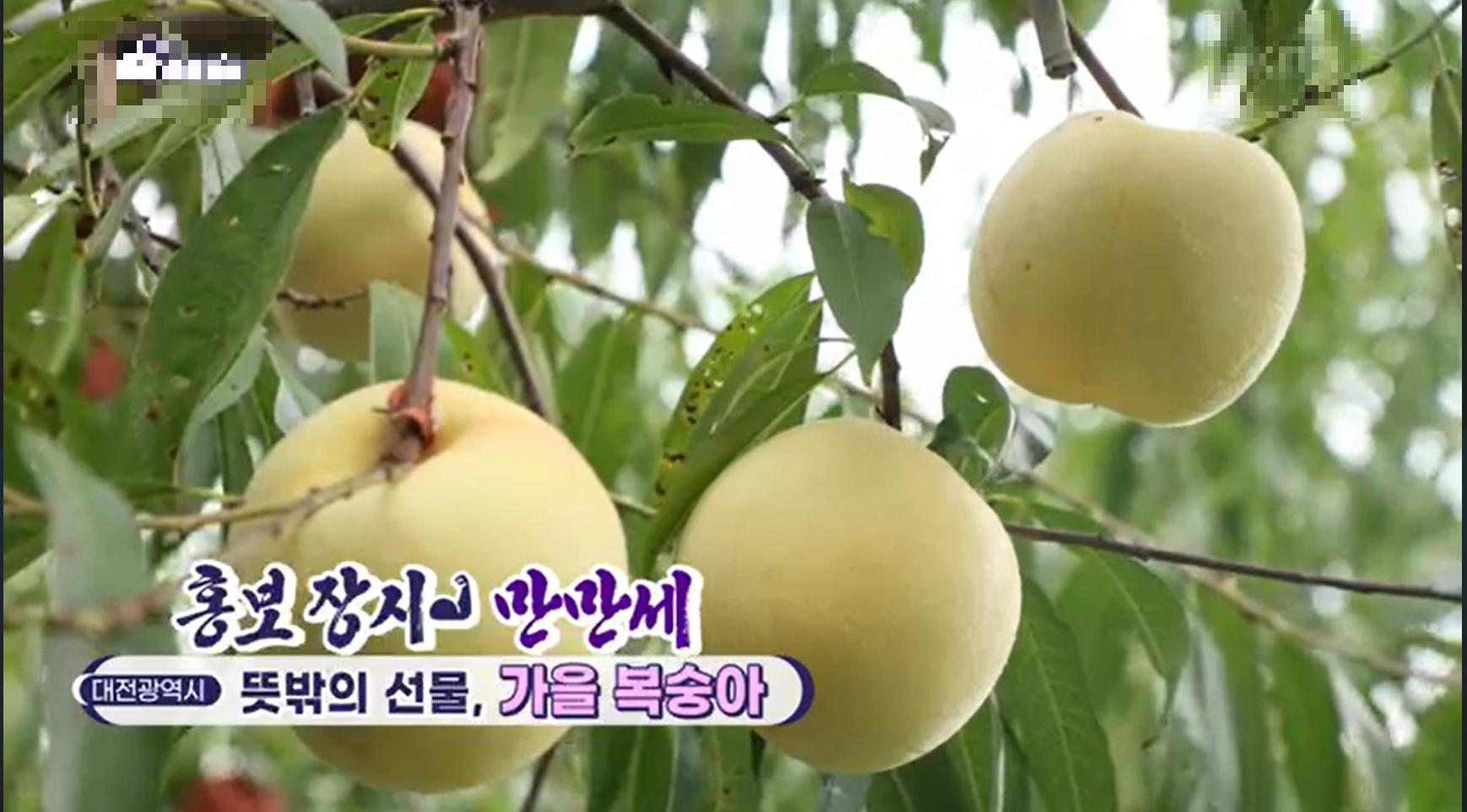 설아복숭아