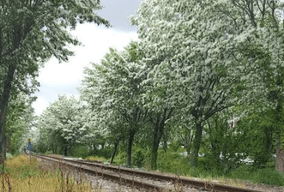 전주 이팝나무 철길 봄