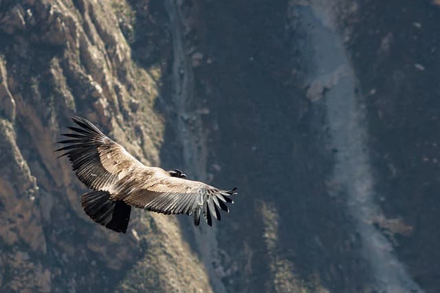 안데스 콘도르(Andean Condor): 남미의 하늘을 지배하는 거대한 새