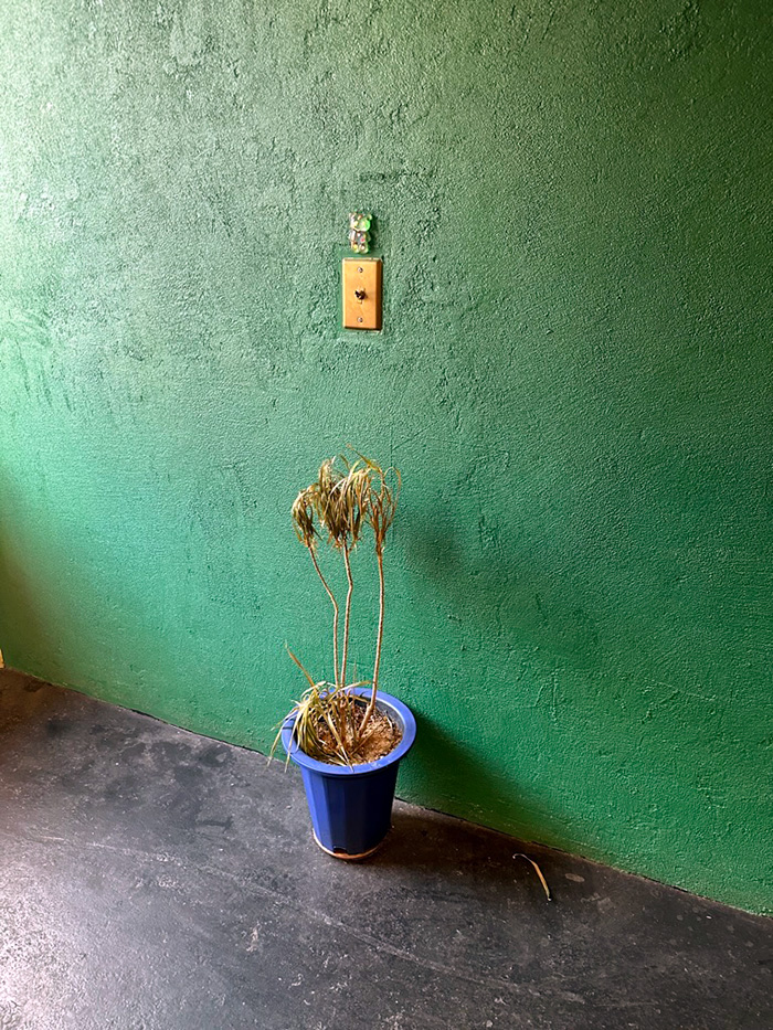 라마네의식주 화분..?