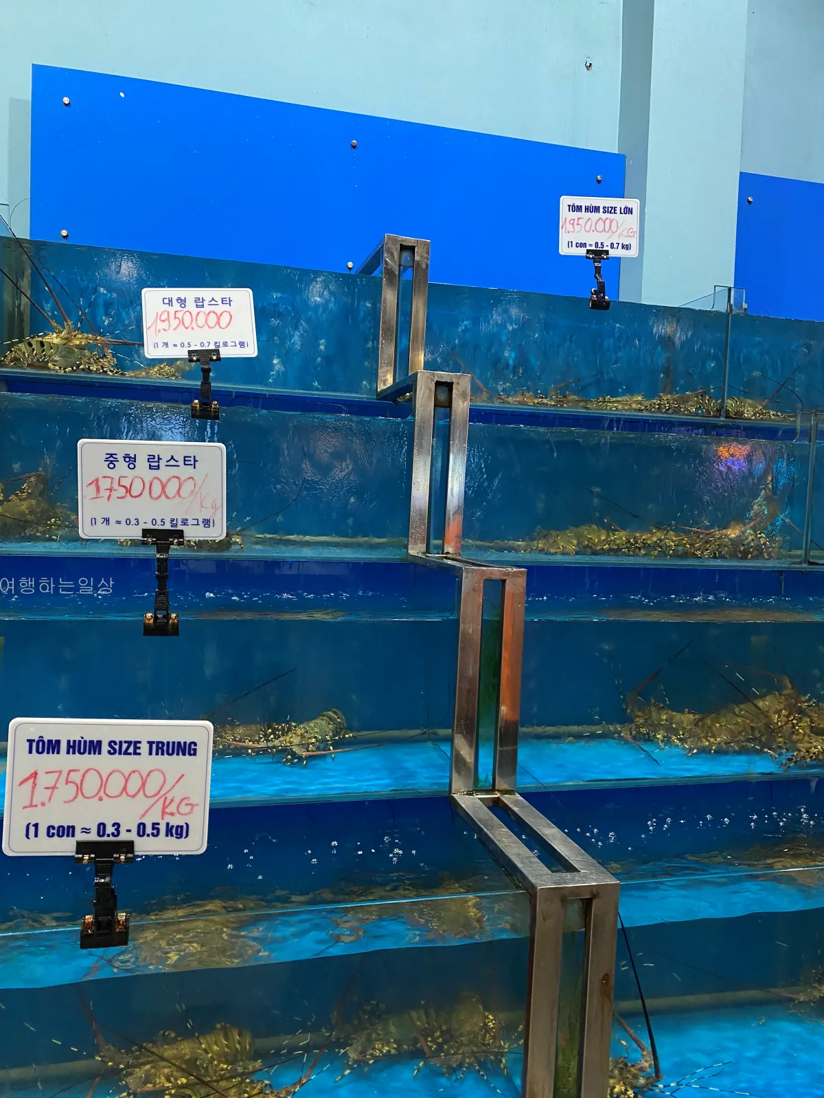 가족해외여행-나트랑-해산물-맛집-빈산-웨이팅대기,추천메뉴,랍스터-후기