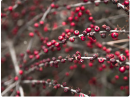 산수유 효능 부작용