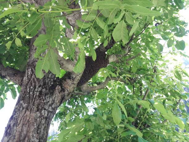 벌나무 (산청목, 산겨릅나무) — 면역과 간 기능 강화의 본격 약용식물