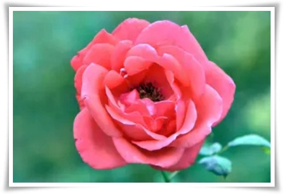 화초 &quot;월계화&quot; 봄부터 가을까지, 장미인 듯 장미 아닌 향기로운 꽃의 여왕!