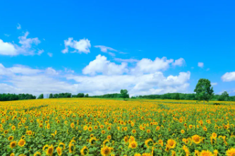 태백 해바라기축제