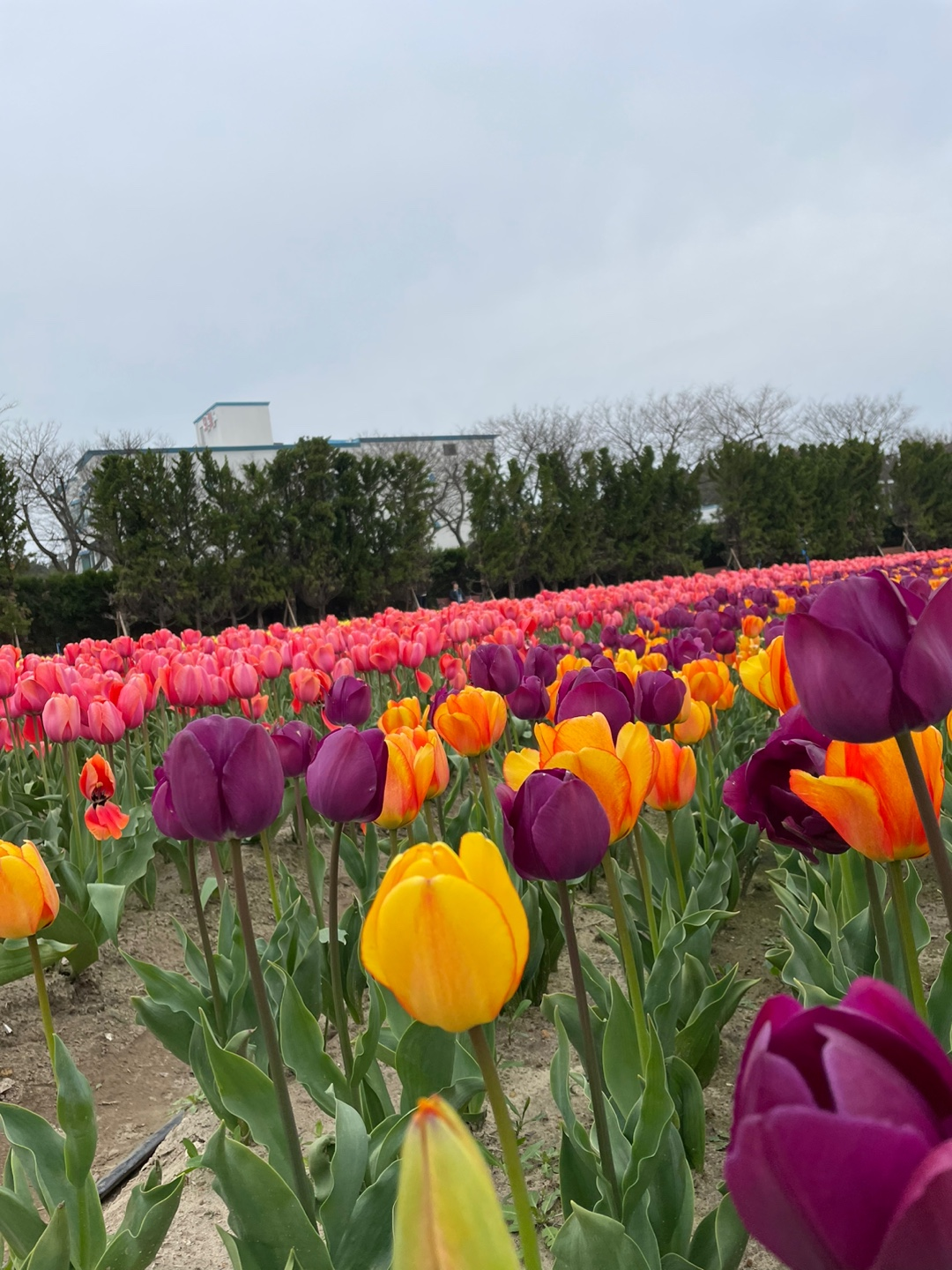 2024 신안 임자도 튤립축제