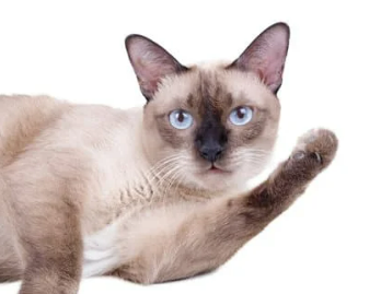 고양이 꿈 해몽 길몽 흉몽 재물운 총정리