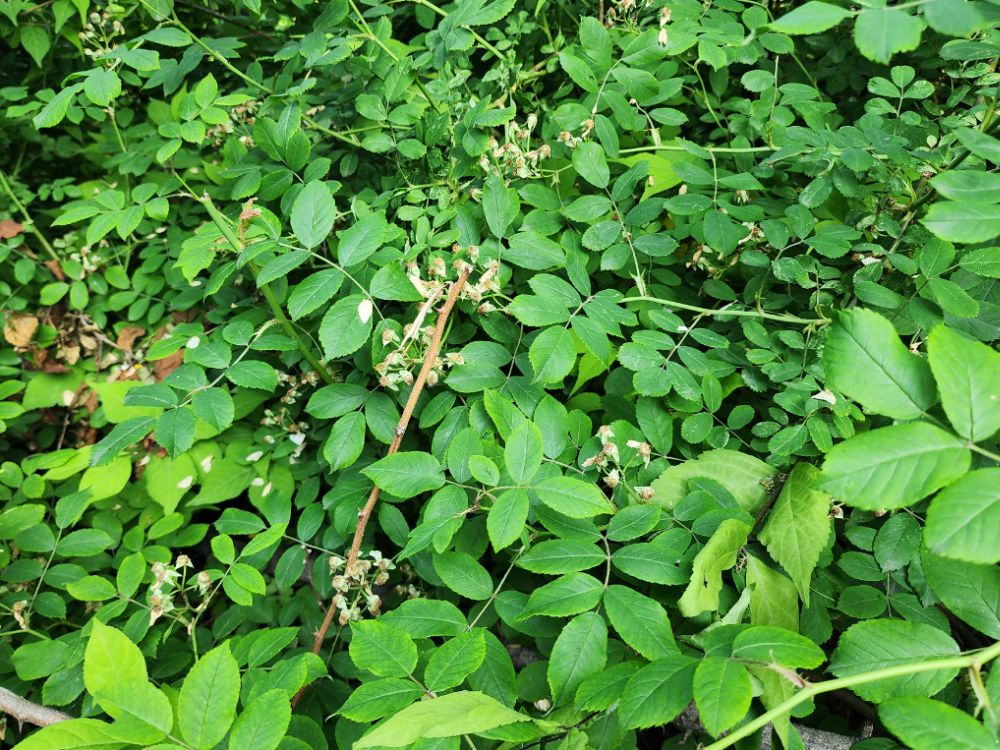 근처 산에서 본 찔레
