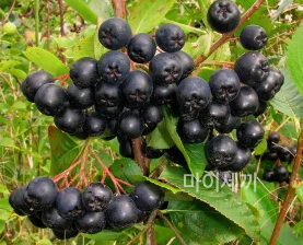 아로니아 효과
