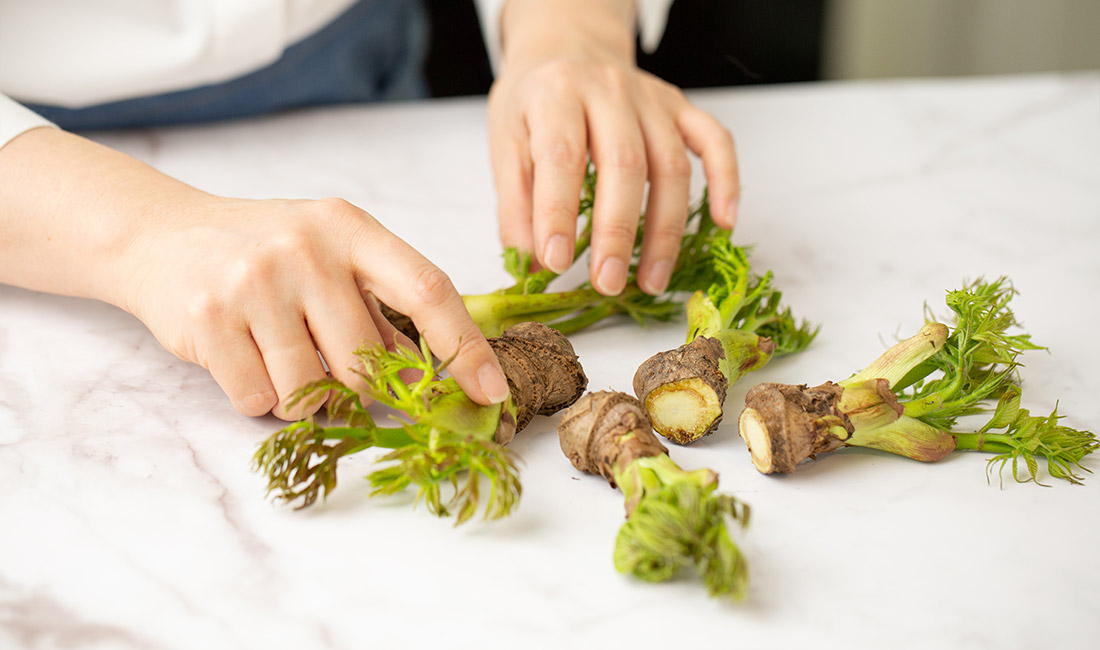 두릅 효능 및 부작용