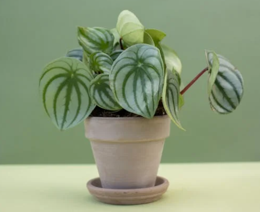 반려식물 처음 키우는 사람에게 추천하는 식물