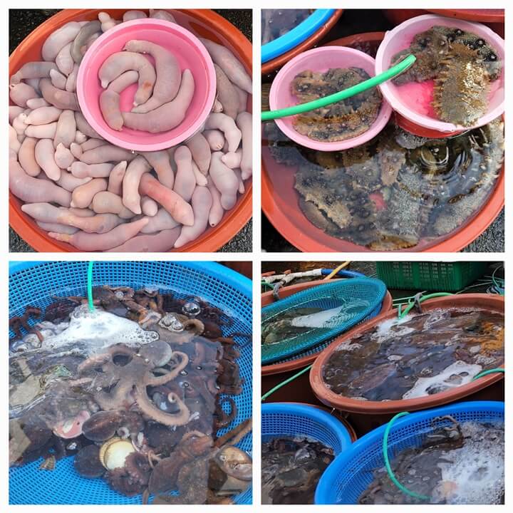 물에 담긴 개불, 멍게, 산낙지, 갑오징어