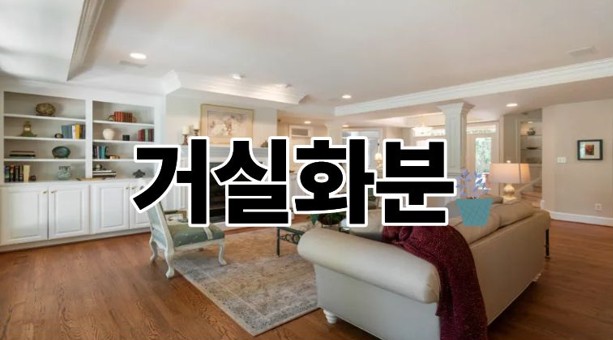 거실화분