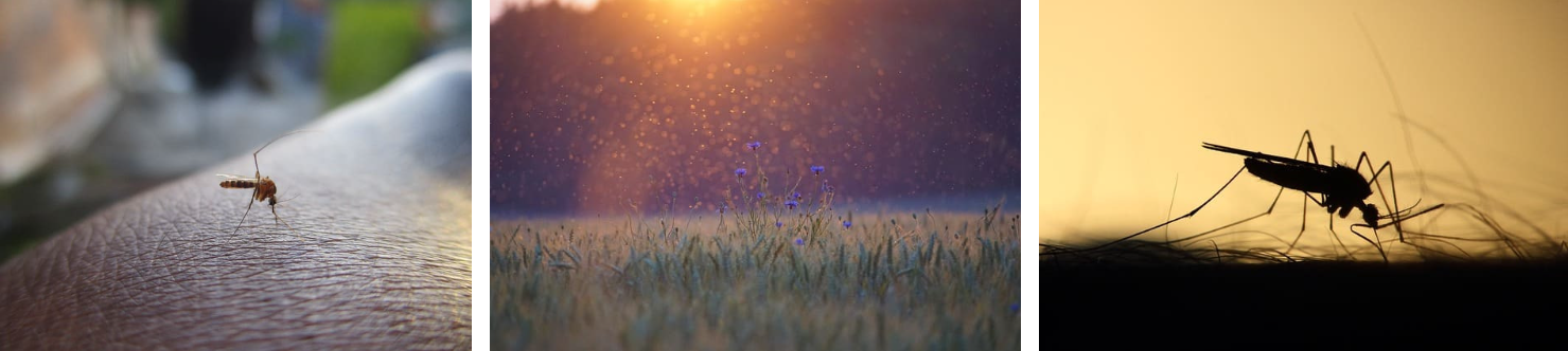 말라리아 예방접종과 최신 예방정보