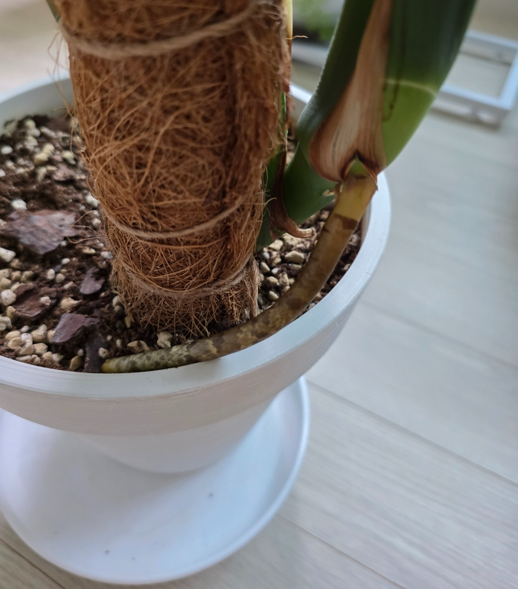 공중뿌리를 흙위에 살포시 올려놓아요