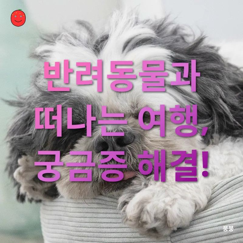 반려동물 여행_4