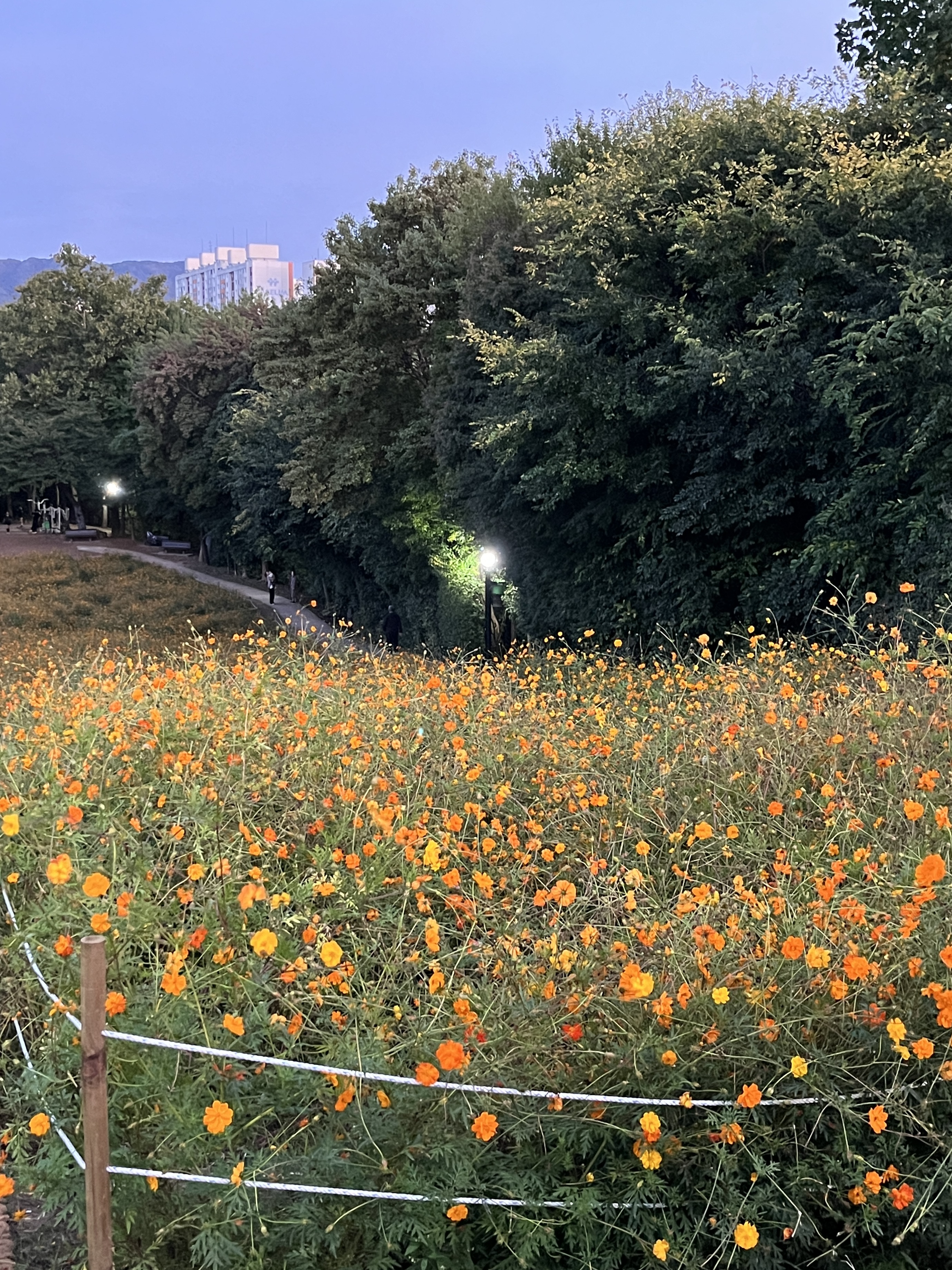 올림픽공원 황화코스모스