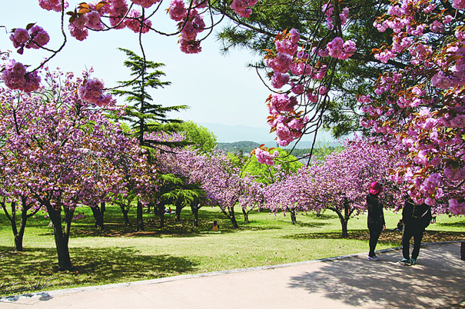 벚꽃 개화시기 축제