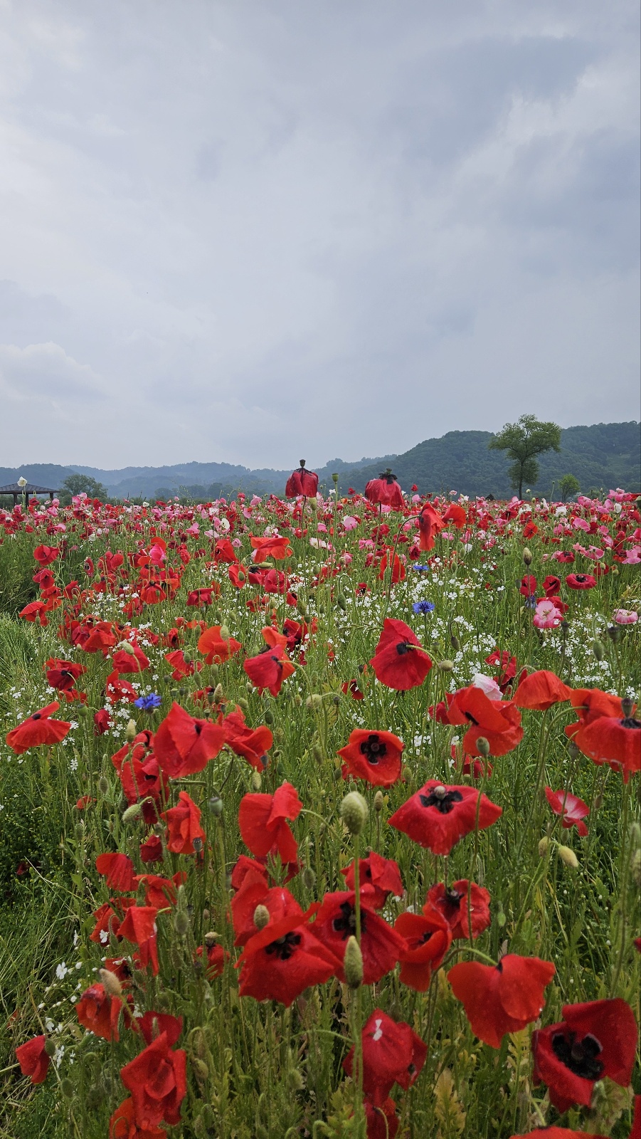 Red Poppies on a rainy day