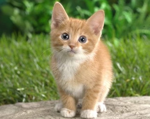 라이프스타일별 반려묘 추천